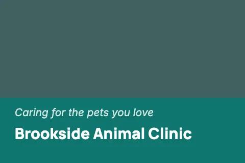 Veterinary clinic classic postcard template